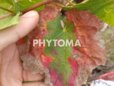 Xylella fastidiosa